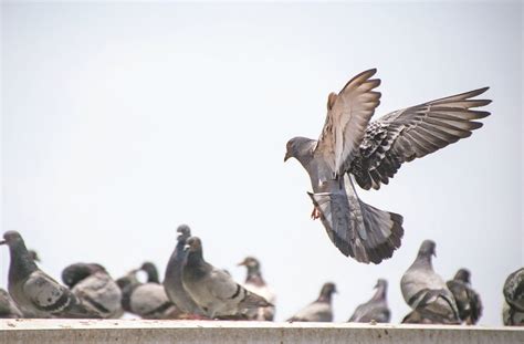 pha pigeon club|Athletes of the Sky: An Introduction to pigeon racing in the .
